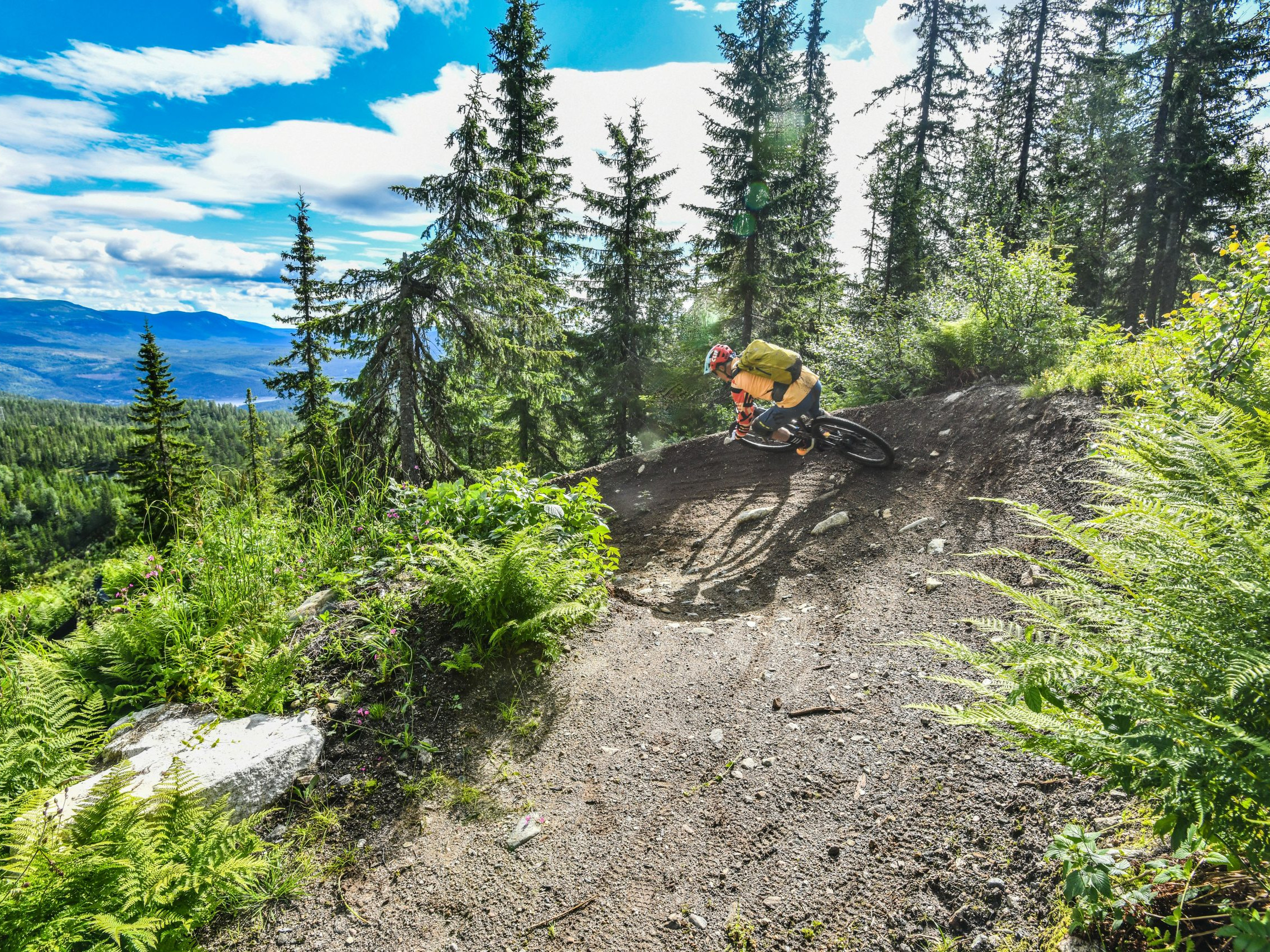 Mountain biker on trail in lush forest landscape, showcasing 