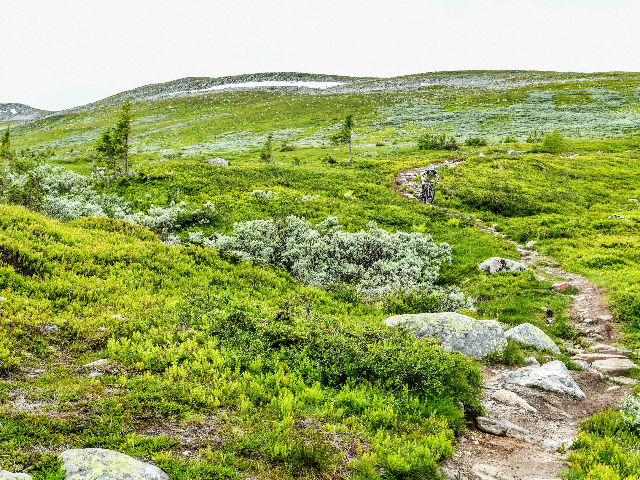 Mountain biker exploring green landscape trail, symbolizing 