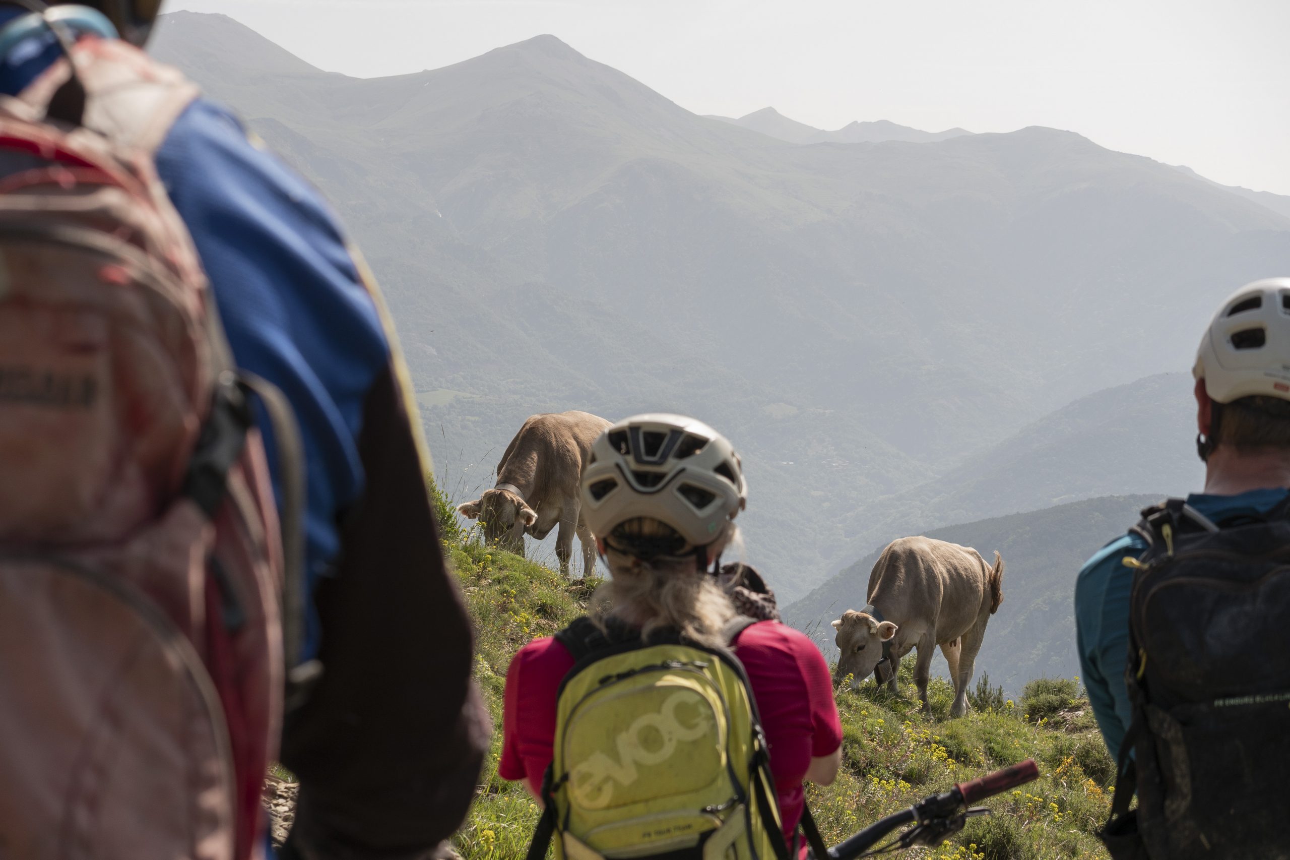 Mountain bikers in Pyrenees with H+I Adventures, viewing cows on a grassy hillside under hazy mountains. Ideal for cycling and exploration enthusiasts. Mountain Bike United.
